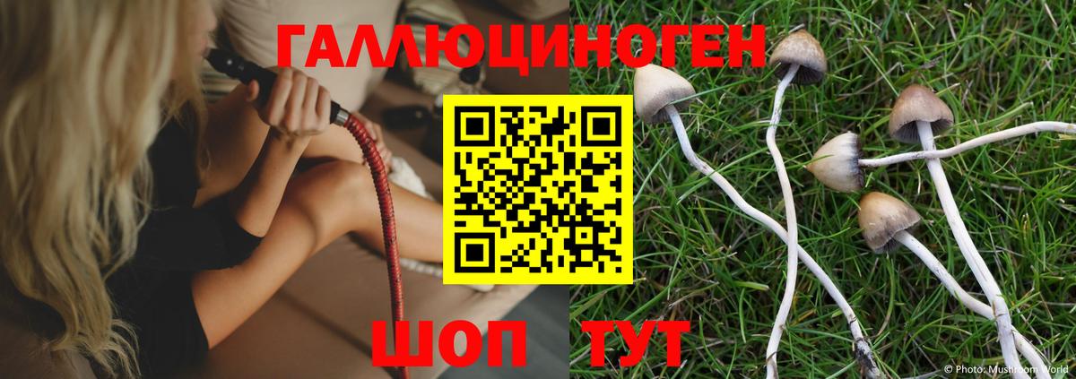 Псилоцибиновые грибы Psilocybe Мыски